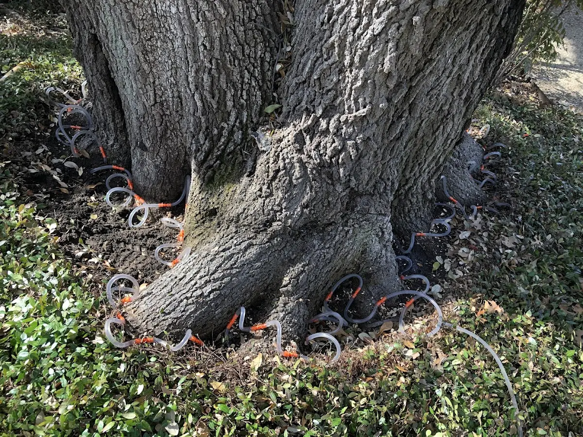 Detailed Tree Cabling and Bracing job site in Oostburg